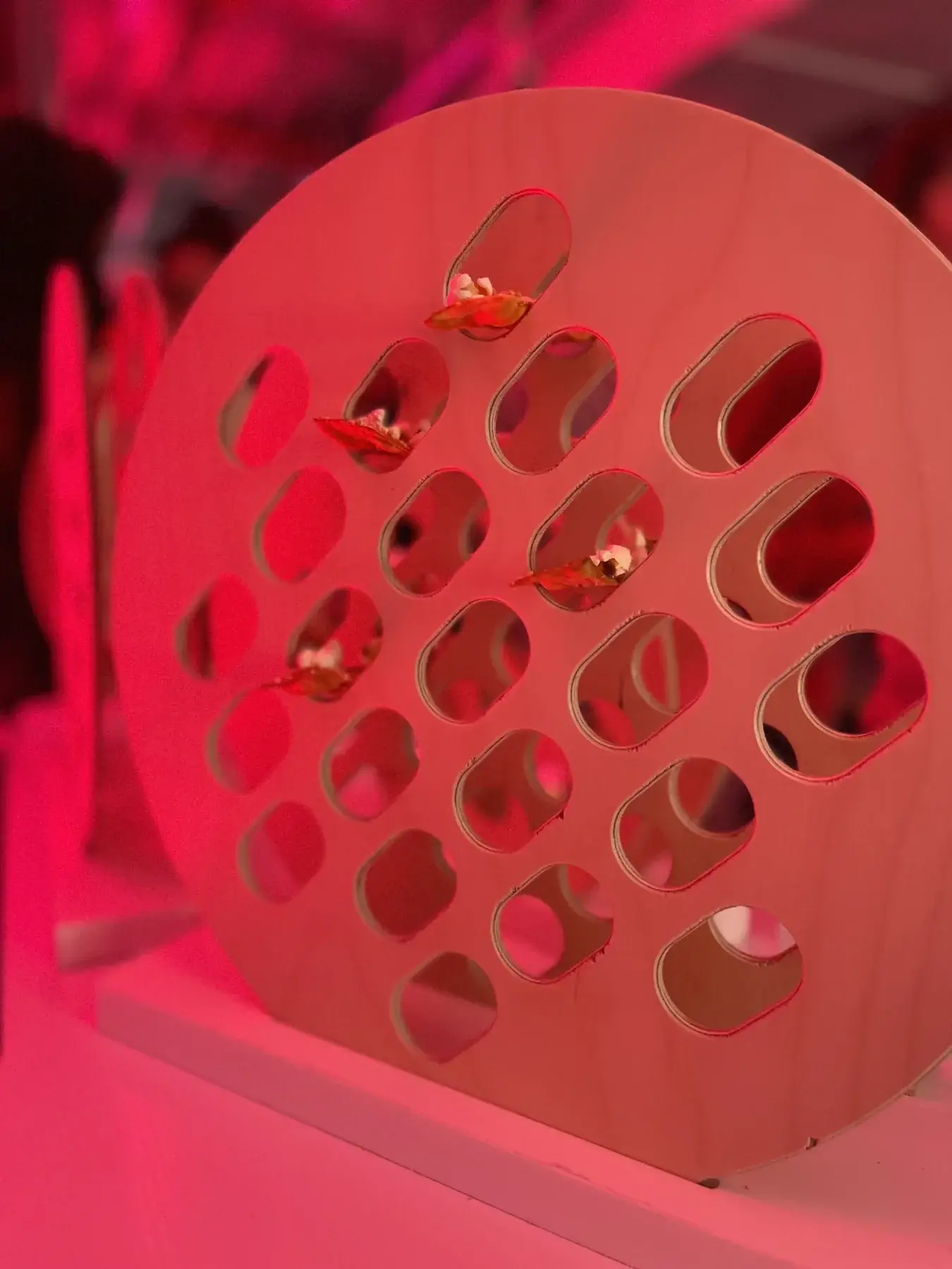 Jewelry presented in the pink holiday environment.